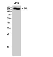 c-Kit Polyclonal Antibody