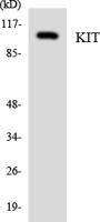 c-Kit Polyclonal Antibody