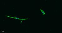 c-Kit Polyclonal Antibody