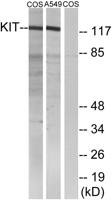 c-Kit Polyclonal Antibody