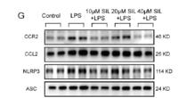 CKR-2 Polyclonal Antibody