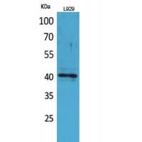 CKR-3 Polyclonal Antibody