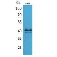 CKR-4 Polyclonal Antibody