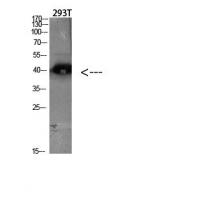 CKR-5 Polyclonal Antibody