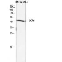 CKR-6 Polyclonal Antibody