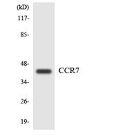 CKR-7 Polyclonal Antibody
