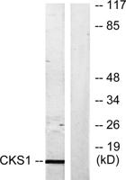Cks1 Polyclonal Antibody