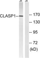 CLASP1 Polyclonal Antibody
