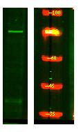 CLASR Polyclonal Antibody