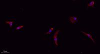 Claudin-1 Polyclonal Antibody
