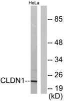 Claudin-1 Polyclonal Antibody
