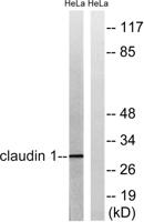 Claudin-1 Polyclonal Antibody