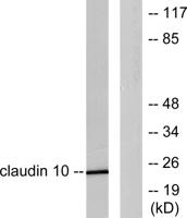 Claudin-10 Polyclonal Antibody