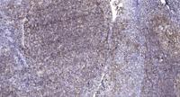 Claudin-10 Polyclonal Antibody