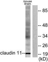 Claudin-11 Polyclonal Antibody