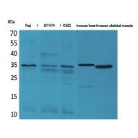 Claudin-17 Polyclonal Antibody