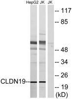 Claudin-19 Polyclonal Antibody