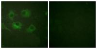 Claudin-3 Polyclonal Antibody