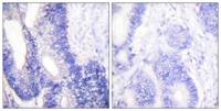Claudin-3 Polyclonal Antibody