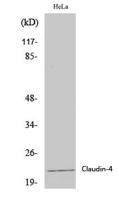Claudin-4 Polyclonal Antibody