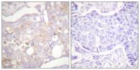 Claudin-4 Polyclonal Antibody