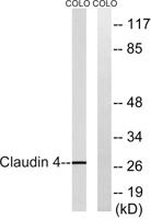 Claudin-4 Polyclonal Antibody