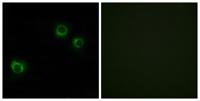Claudin-6 Polyclonal Antibody