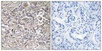 Claudin-6 Polyclonal Antibody