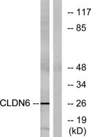 Claudin-6 Polyclonal Antibody