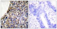 Claudin-7 Polyclonal Antibody