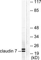 Claudin-7 Polyclonal Antibody