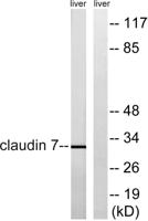 Claudin-7 Polyclonal Antibody