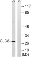 Claudin-8 Polyclonal Antibody