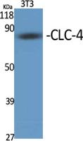 CLC-4 Polyclonal Antibody