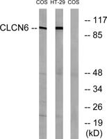 CLC-6 Polyclonal Antibody