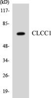 CLCC1 Polyclonal Antibody