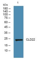 CLD22 Polyclonal Antibody