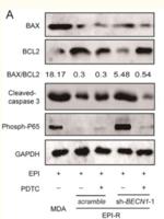 Cleaved-Caspase-3 p12 (D175) Polyclonal Antibody