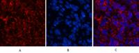 Cleaved-Caspase-3 p12 (D175) Polyclonal Antibody