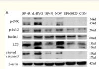 Cleaved-Caspase-3 p17 (D175) Polyclonal Antibody