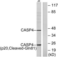 Cleaved-Caspase-4 p20 (Q81) Polyclonal Antibody