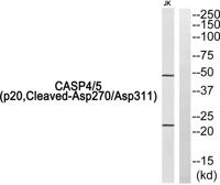 Cleaved-Caspase-4/5 p20 (D270/D311) Polyclonal Antibody