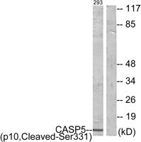 Cleaved-Caspase-5 p10 (S331) Polyclonal Antibody