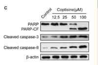 Cleaved-Caspase-8 (D384) Polyclonal Antibody