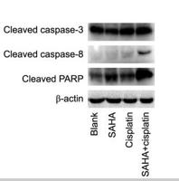 Cleaved-Caspase-8 (D384) Polyclonal Antibody
