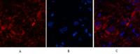 Cleaved-Caspase-8 (D384) Polyclonal Antibody