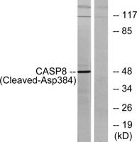 Cleaved-Caspase-8 (D384) Polyclonal Antibody