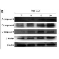Cleaved-Caspase-8 p18 (S217) Polyclonal Antibody