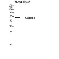 Cleaved-Caspase-8 p18 (S217) Polyclonal Antibody