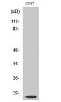 Cleaved-Cathepsin D LC (G65) Polyclonal Antibody